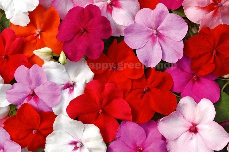 250 seeds BUSY LIZZIE MIX Impatiens Waleriana annual beddig pot flowers image 6