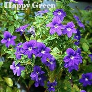 Browallia Amethyst Flower browalia americana 400 seeds easy to grow image 4