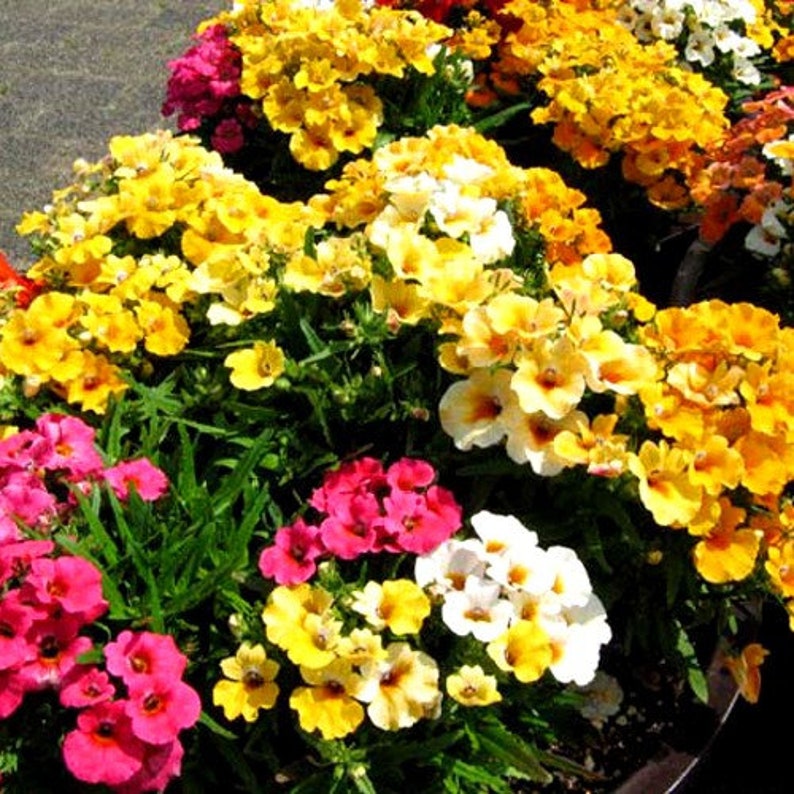 NEMESIA SUNDROPS MIX 1100 seeds Nemesia strumosa Etsy