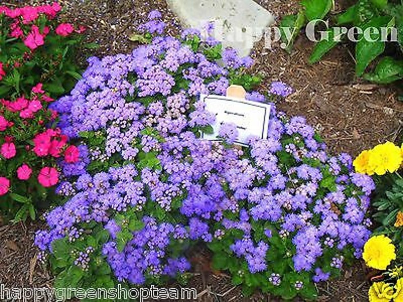 FLOSS FLOWER DWARF 2000 seeds Blue Mink Ageratum houstonianum Annual image 2