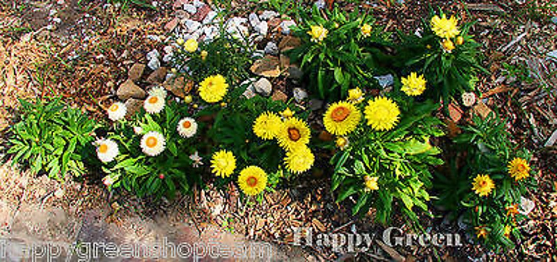 STRAWFLOWER DWARF Tom Thumb Mixed 800 Seeds Helichrysum Etsy