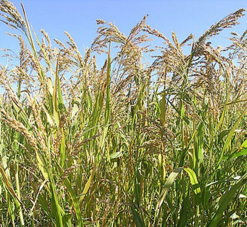 Просо какое растение. Просо (Panicum miliaceum). Panicum miliaceum растение. Просо Обыкновенное. Поле просо Ливны.