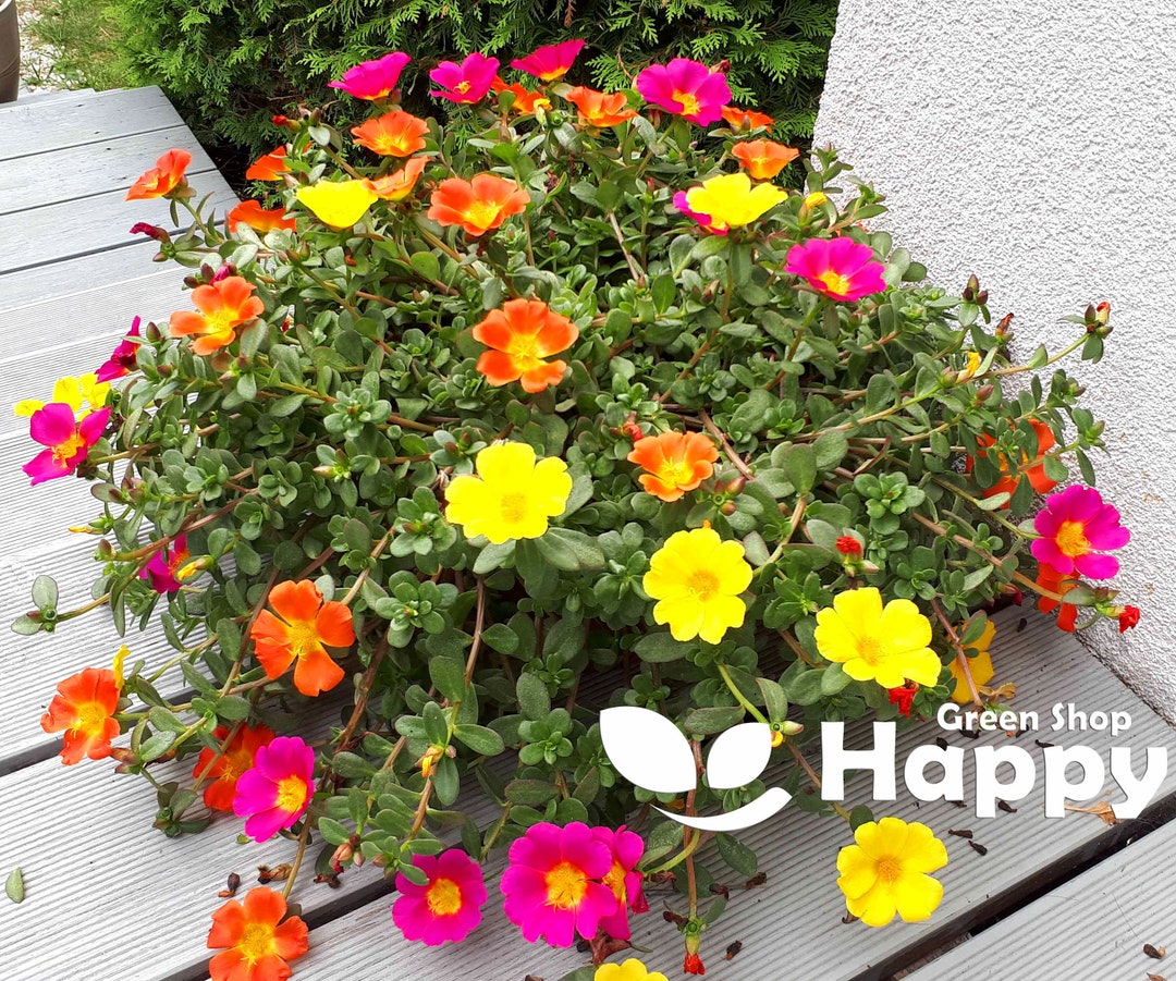 Moss Rose Mix Portulaca Grandiflora 4000 Seeds Flower for Hanging