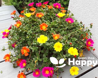 Moss Rose mix - Portulaca Grandiflora - 3000 seeds - Flower For Hanging basket - Succulent