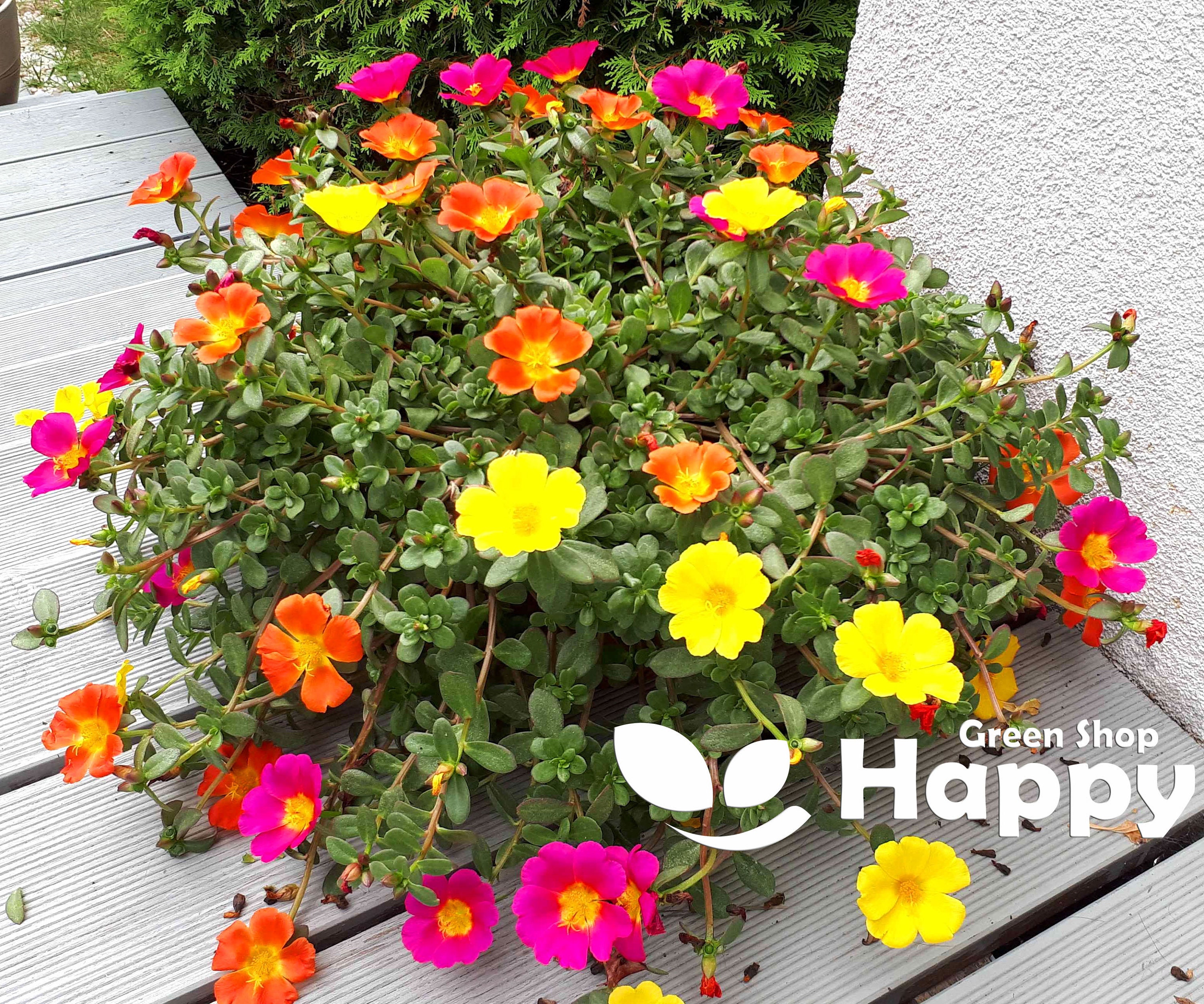 Portulaca Hanging Basket