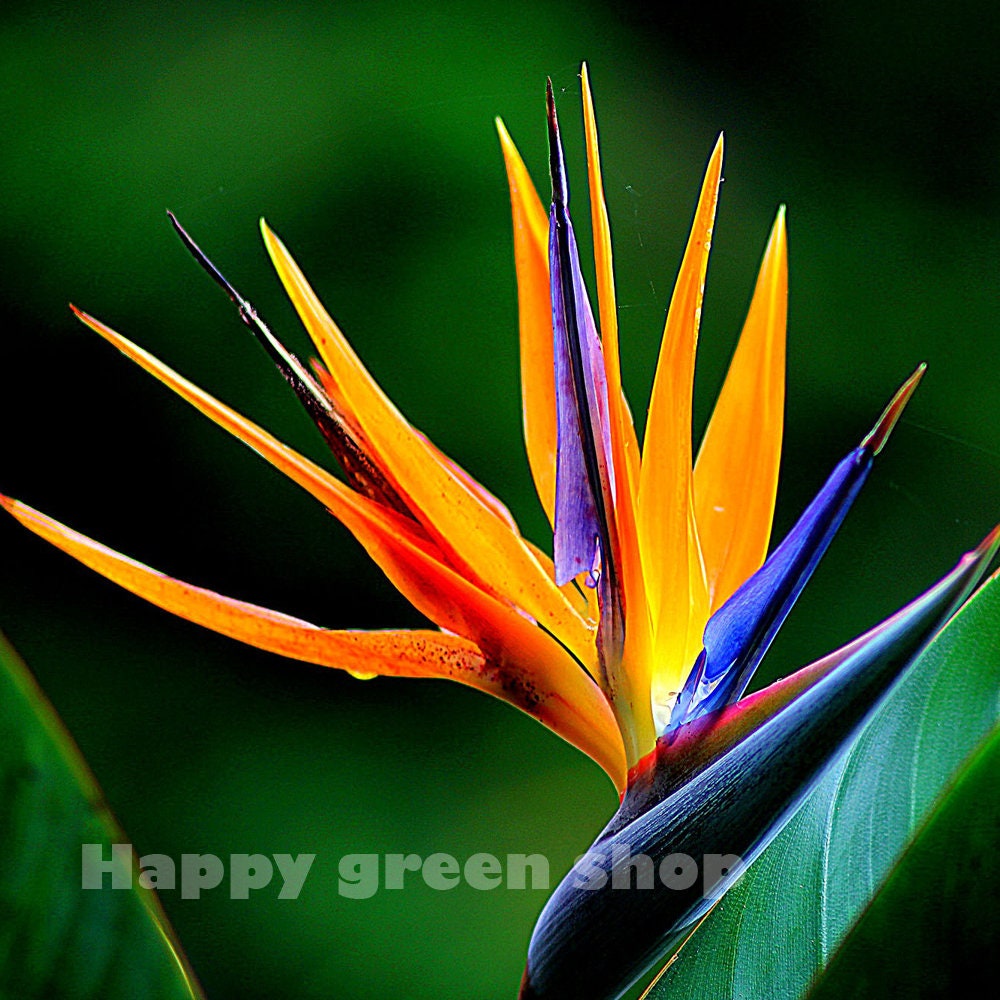 STRELITZIA Tropical plant BIRD OF PARADISE 5 SEEDS Perennial Flower STRELITZIA Tropical plant BIRD OF PARADISE 5 SEEDS Perennial Flower