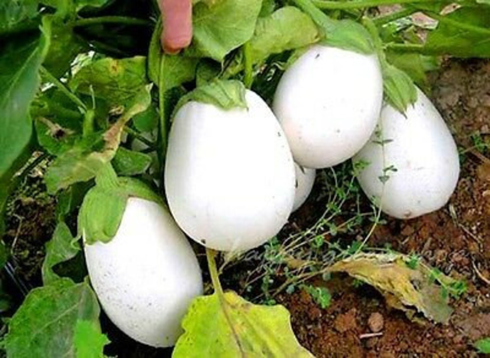 Vegettable AUBERGINE GOLDEN EGGS 20 Seeds White to Etsy