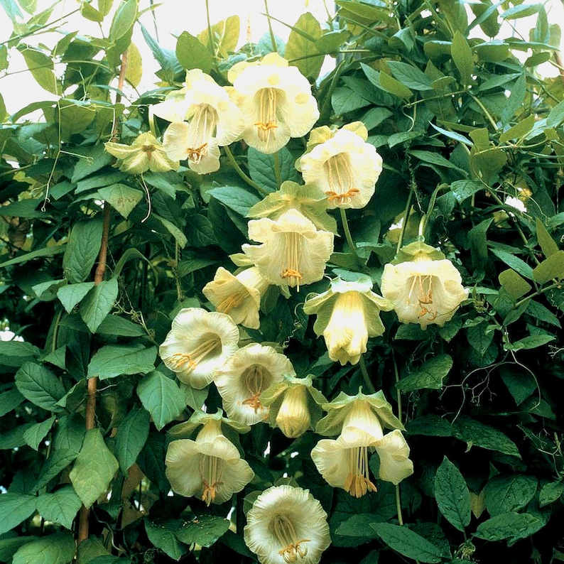 15 seeds CUP AND SAUCER vine white or blue Cobaea scandens Annual climber flower image 3