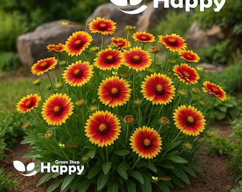 MEZCLA DE FLORES DE MANTA - 400 semillas - Gaillardia aristata - Flor perenne