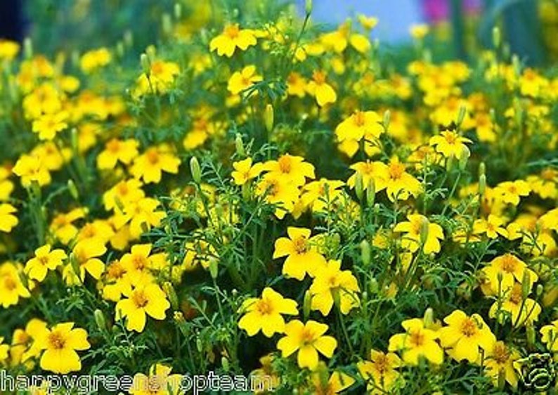 Signet marigold Lemon Gem 450 seeds tagetes tenuifolia Balcony plant image 4