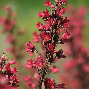 RED CORAL BELLS Heuchera Sanguinea 2700 seeds Perennial flower Cut Flower Rockery Garden image 3