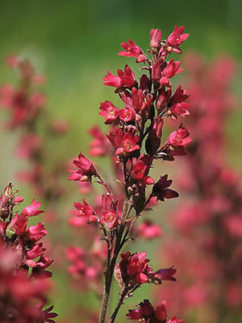 RED CORAL BELLS Heuchera Sanguinea 2700 seeds Perennial flower Cut Flower Rockery Garden image 3