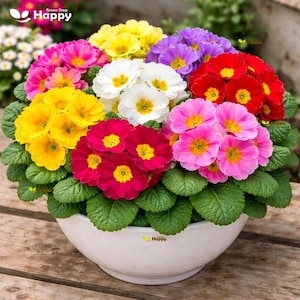 knstliche blumen gladiolen Gladiolen-Champagner: knstliche Illusionsblume | Flowrette