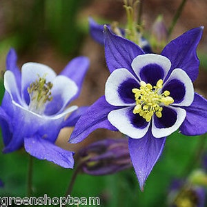 COLUMBINE MIX Mrs Scott Elliott 250 Seeds Aquilegia caerulea hybrida image 10