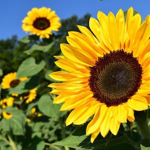 Op de afbeelding: Een veld vol met bloeiende zonnebloemen. De zonnebloemen zijn felgeel met donkerbruine centra. De zonnebloemen zijn scherp, terwijl de achtergrond wazig is.