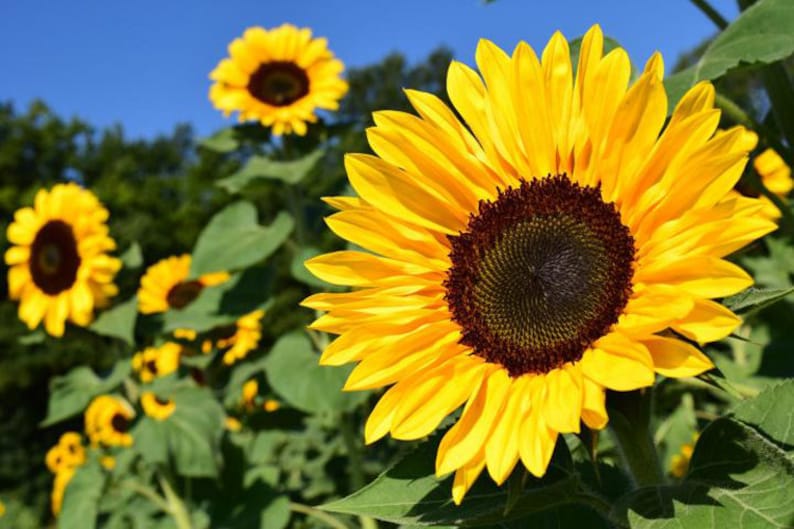 Op de afbeelding: Een veld vol met bloeiende zonnebloemen. De zonnebloemen zijn felgeel met donkerbruine centra. De zonnebloemen zijn scherp, terwijl de achtergrond wazig is.