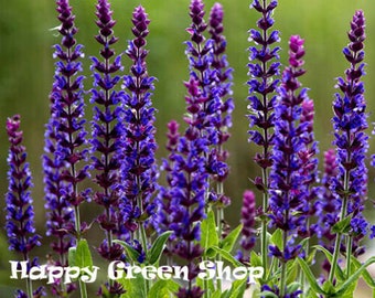 Herb - Sage - Salvia officinalis - 100 seeds - Hardy Perennial