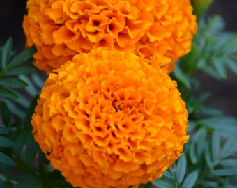 AFRICAN MARIGOLD - Tall F1 Orange - 15 seeds - Natural Pigment Production Flower