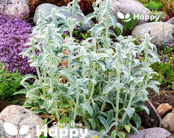 150 zaden van lamsoor | Stachys byzantina 'Lanata' | Zilvergrijze bodembedekkende vaste plant