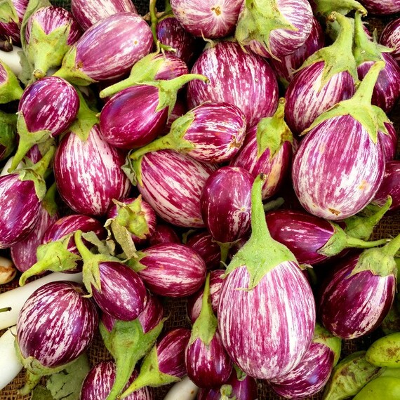 Aubergine Egg Plant - ROTONDA BIANCA SFUMATA Di Rosa - 200 Seeds 