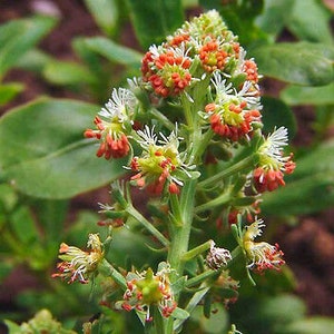 Mignonette Reseda Odorata Rare 1200 seeds Flower Scented image 1