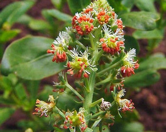 May include: Close-up of a cluster of small, white and red flowers with green stems and leaves. The flowers have a delicate, feathery appearance.