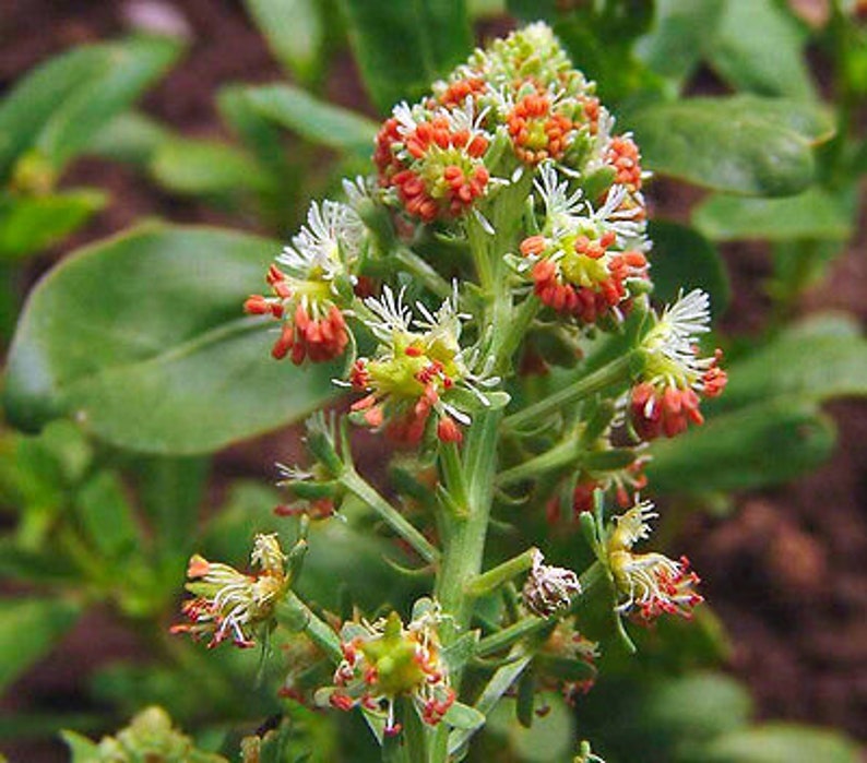 Mignonette Reseda Odorata Rare 1200 seeds Flower Scented image 1