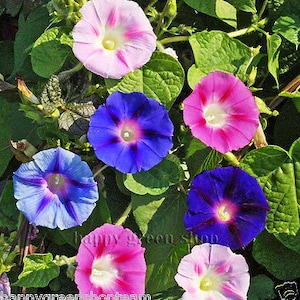 MORNING GLORY 160 seeds Ipomoea tricolor mixed colours image 1