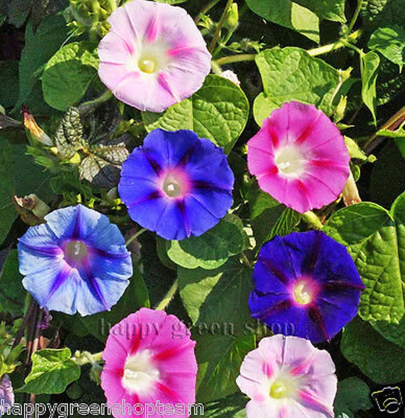 MORNING GLORY 160 seeds Ipomoea tricolor mixed colours image 1