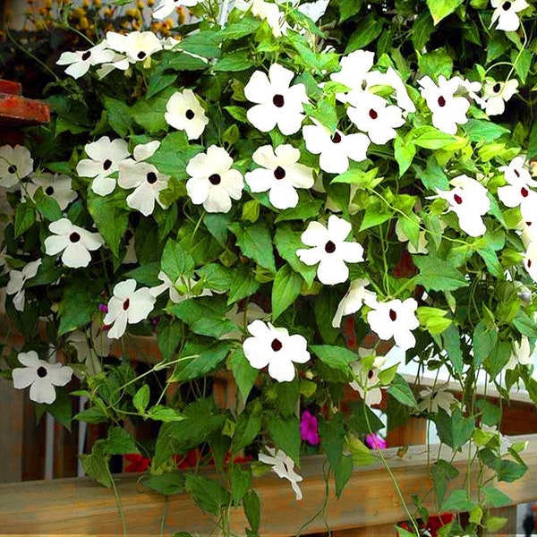 BLACK EYED SUSAN - Sunrise White - 20 seeds - Vine Climbing - Thunbergia alata