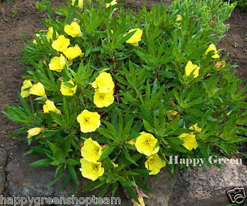 DWARF EVENING PRIMROSE Yellow 50 seeds Rockery Oenothera missouriensis image 6