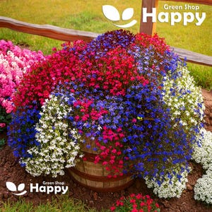7000 semillas de Lobelia rastrera Cascade Mix / Lobelia erinus Pendula / Flor para cestas colgantes y balcones