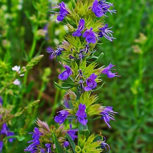 1000 SEEDS HYSSOP Hyssopus officinalis herb perennial herb image 2