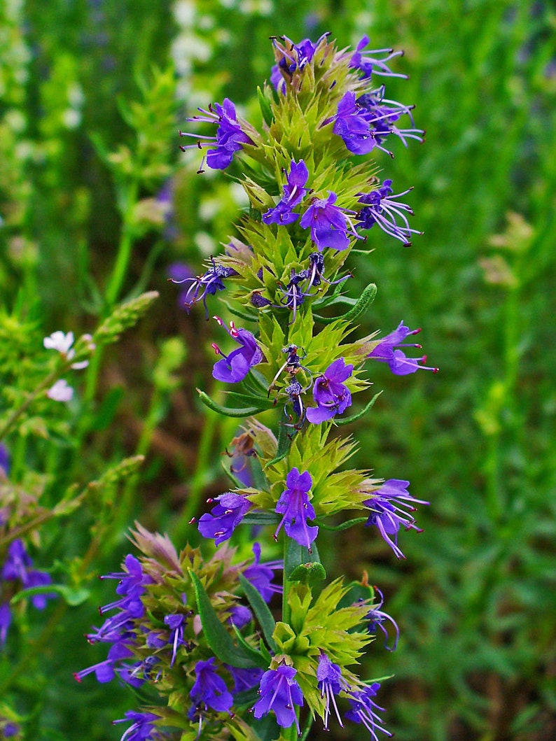 1000 SEEDS HYSSOP Hyssopus officinalis herb perennial herb image 2