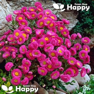 May include: A bunch of pink daisy-like flowers with yellow centres. The flowers are in full bloom and are arranged in a bouquet. The flowers are surrounded by green leaves and are sitting on a bed of rocks.