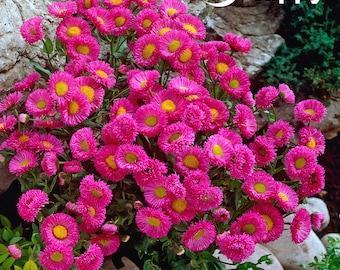 ERIGERON SPECIOSUS - Margherita ornamentale - Gioiello rosa - 500 semi - Fiore perenne