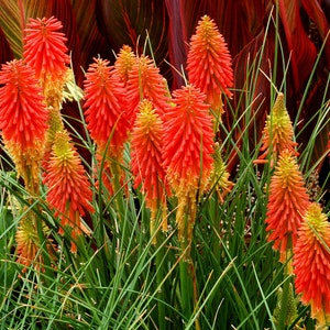 RED HOT POKER - Lys torche - 250 graines - Kniphofia uvaria - Fleur de tritoma