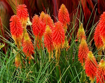 ROT HOT POKER - Fackel Lilie - 250 Samen - Kniphofia uvaria - Tritoma Blume