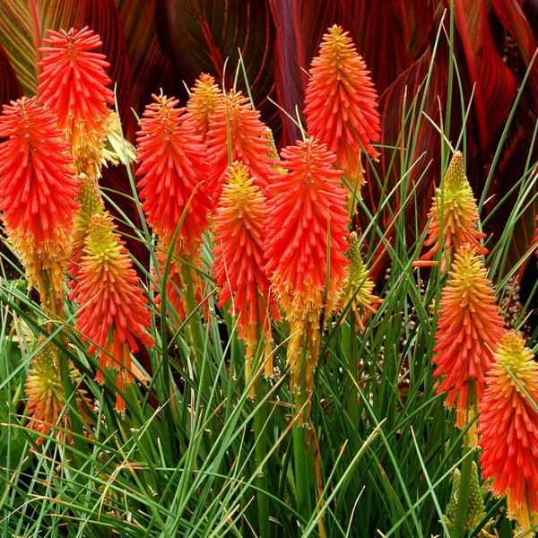 RED HOT POKER -  Torch Lily - 250 seeds - Kniphofia uvaria - Tritoma Flower