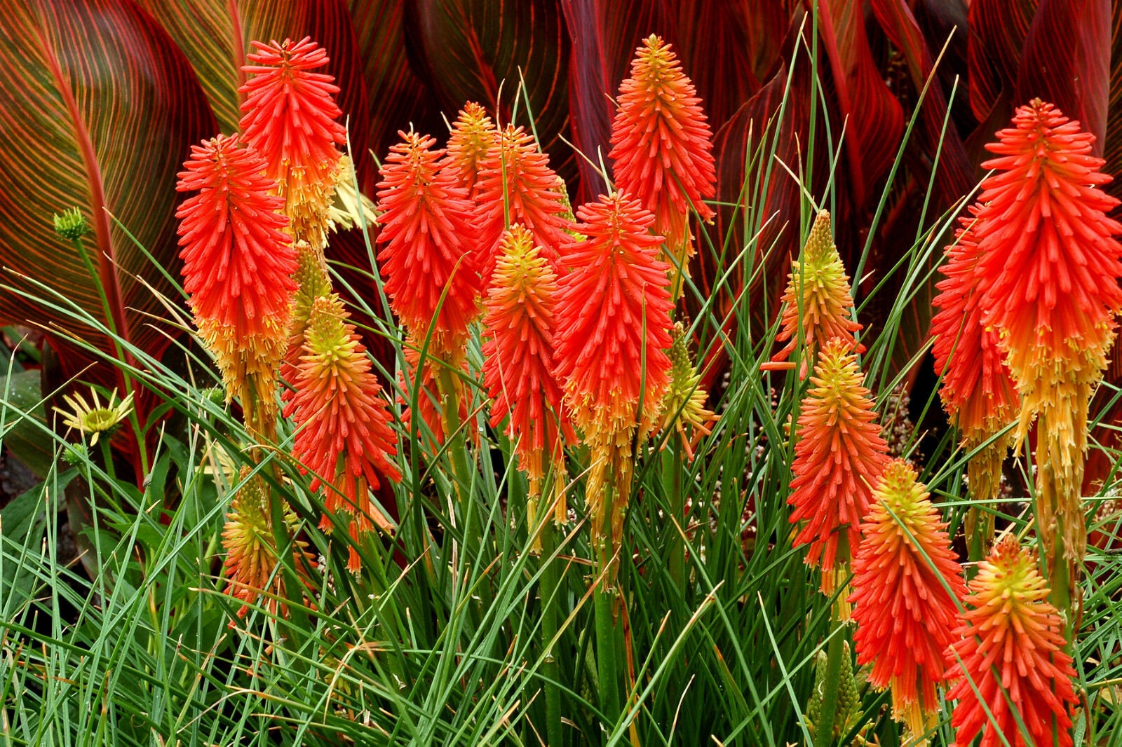 RED HOT POKER Torch Lily 250 Seeds Kniphofia Uvaria Etsy