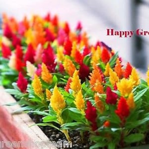 DWARF PLUMED COCKSCOMB - Glitters Mixed - 150 seeds - Celosia plumosa nana