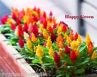 DWARF PLUMED COCKSCOMB - Glitters Mixed - 100 seeds - Celosia plumosa nana