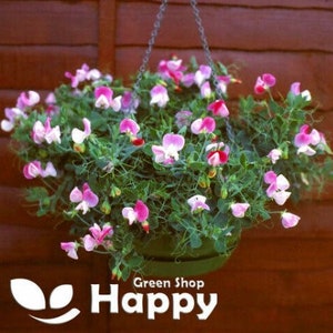 Puede incluir: Una cesta colgante llena de flores de guisante de olor rosa y blanco. La cesta est&aacute; hecha de material tejido y est&aacute; colgada de una cadena.