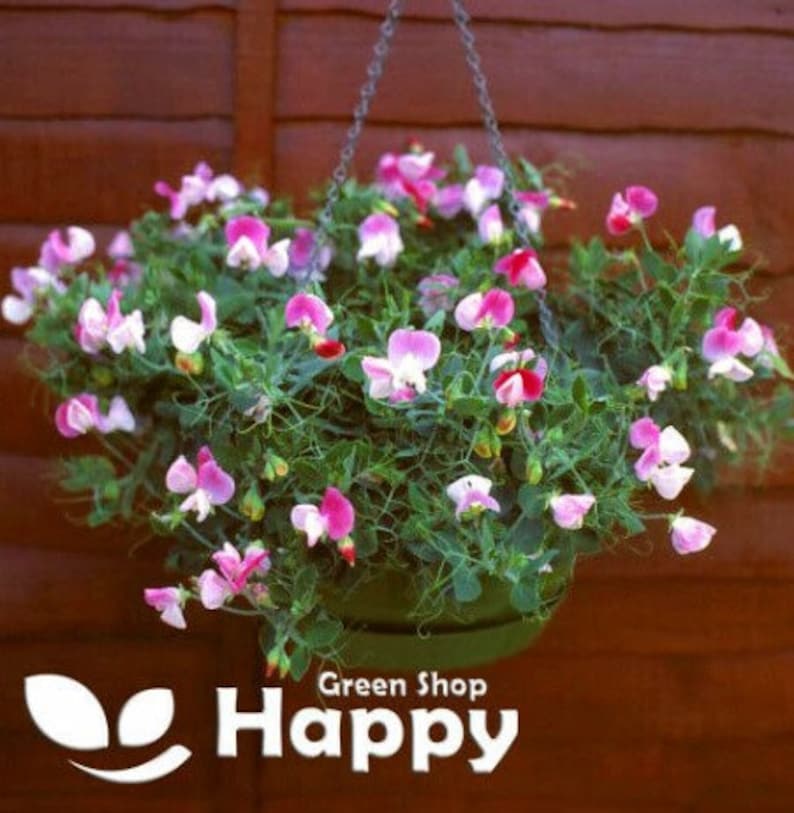 Puede incluir: Una cesta colgante llena de flores de guisante de olor rosa y blanco. La cesta est&aacute; hecha de material tejido y est&aacute; colgada de una cadena.