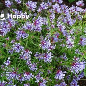 BLUE WOODRUFF 400 seeds Asperula orientalis charming annual flower image 2