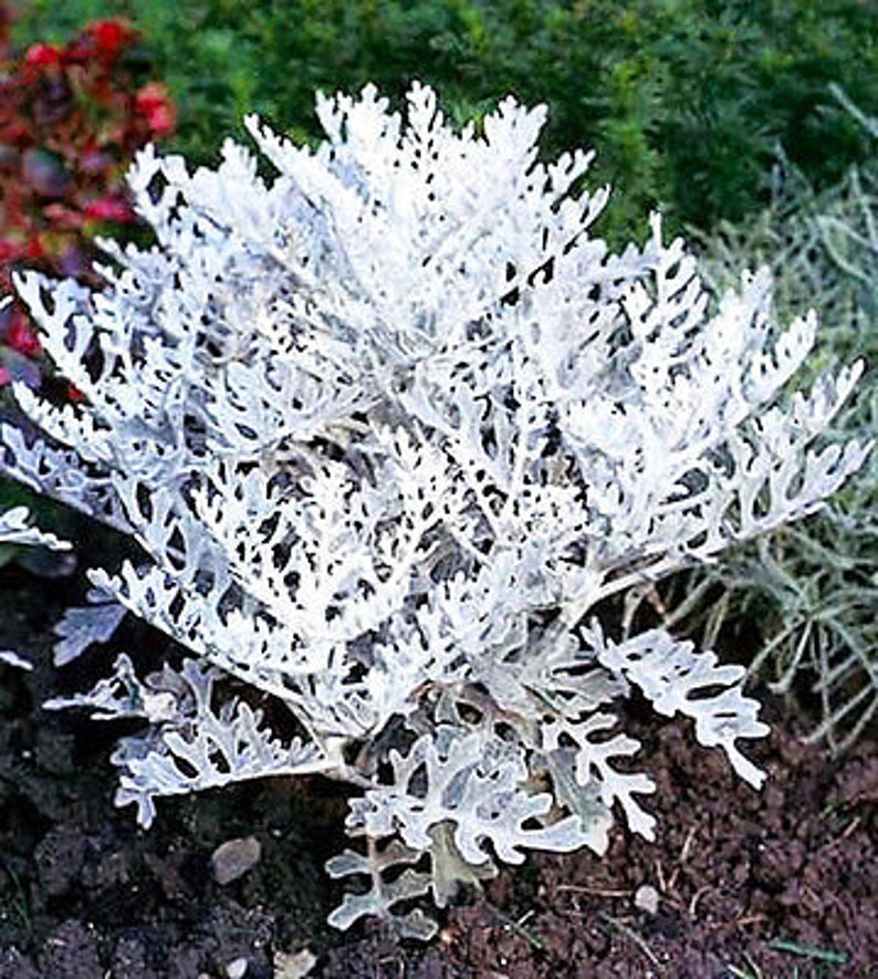 Цинерария серебряная пыль. Цинерария Приморская cineraria maritima. Цинерария Приморская серебряная пыль. Цинерария Приморская сильвердаст. Цинерария Приморская (Senecio cineraria).