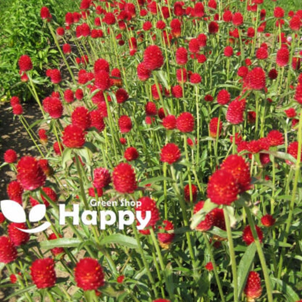 GLOBE AMARANTH - Strawberry Fields Red - 120 seeds - Gomphrena haageana - FLOWER