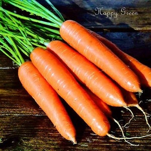 Vegetable CARROT EARLY NANTES 2 3000 seeds image 3