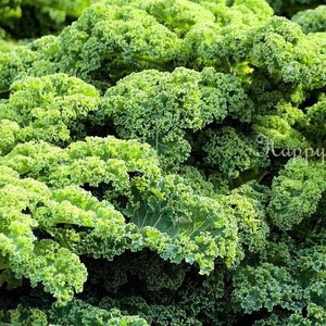 VEGETABLE KALE Borecole Dwarf Green Curled 1000 SEEDS Winter hardy image 5