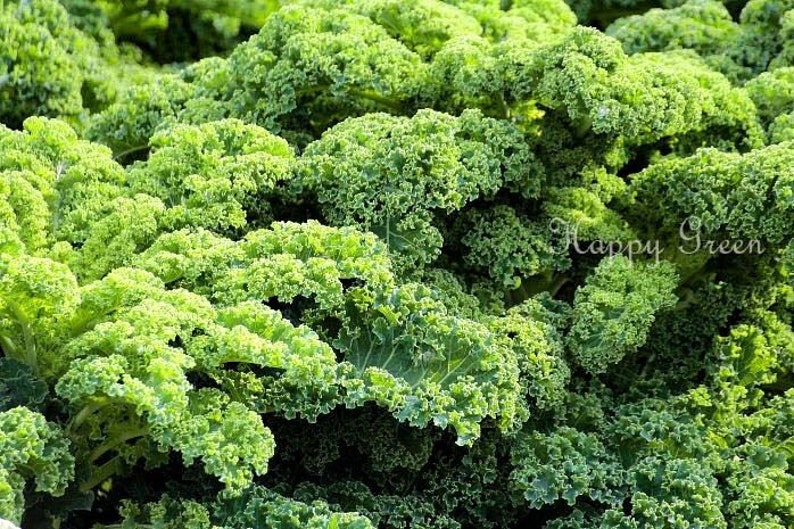 VEGETABLE KALE Borecole Dwarf Green Curled 1000 SEEDS Winter hardy image 5